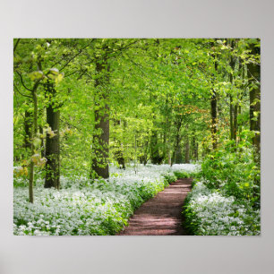 Härligt grönt Springtimeskogfoto Poster