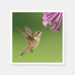 Härligt Hummingbirdnaturlandskap Pappersservett