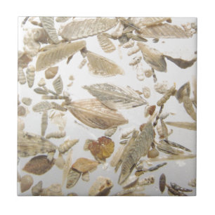 Härligt microfossilsfotomönster kakelplatta