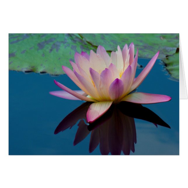 Härligt näckrosblommigtfoto hälsningskort (Framsidan Horizontal)