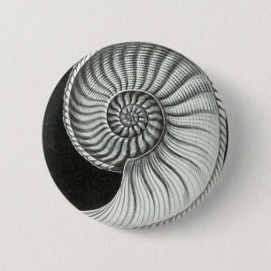 Härligt rita teckningen av den Amaltheus ammonite Knapp