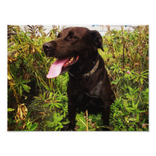 Härligt svart tryck för Labrador hundfoto