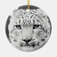 Härligt svartvitt porträtt för snöLeopard