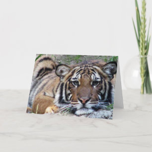Härligt tigertillfällen kort
