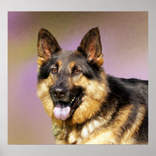 Härligt tyskt herdehundporträtt poster