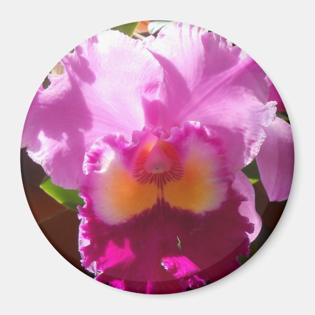 Harlinde Magnet (Framsidan)