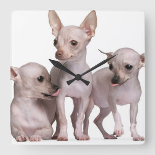 Hårlös Chihuahua (5 och 7 gammala månader) Fyrkantig Klocka