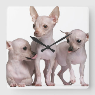 Hårlös Chihuahua (5 och 7 gammala månader) Fyrkantig Klocka