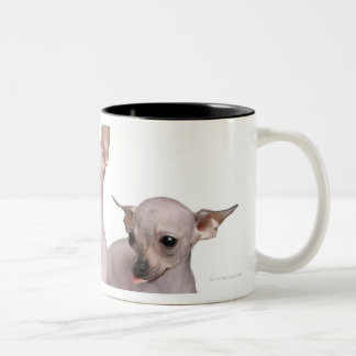Hårlös Chihuahua (5 och 7 gammala månader) Två-Tonad Mugg