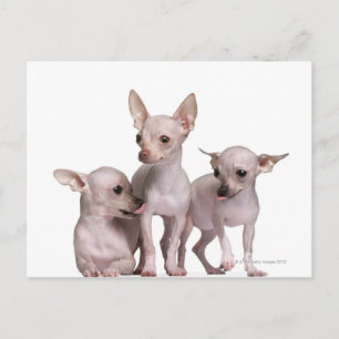 Hårlös Chihuahua (5 och 7 gammala månader) Vykort