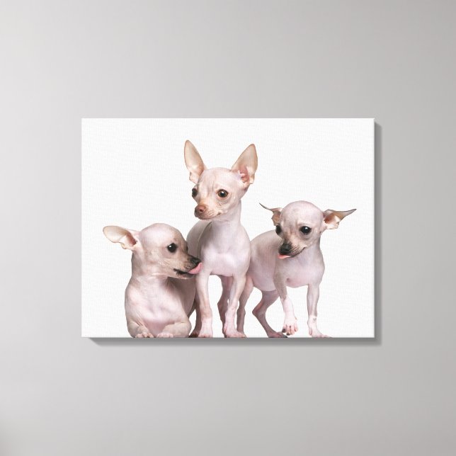 Hårlös Chihuahua (5 och 7 månader gammal) Canvastryck (Framsida)