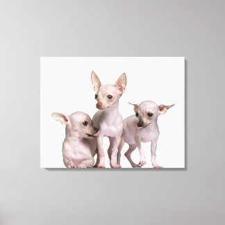 Hårlös Chihuahua (5 och 7 månader gammal) Canvastryck