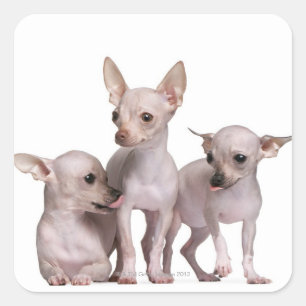 Hårlös Chihuahua (5 och 7 månader gammal) Fyrkantigt Klistermärke