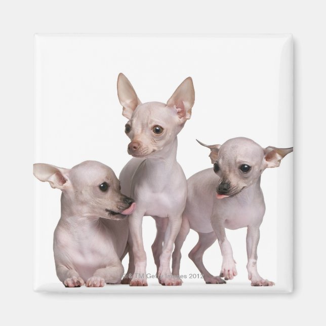 Hårlös Chihuahua (5 och 7 månader gammal) Magnet (Framsidan)