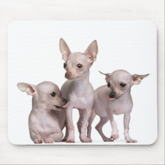Hårlös Chihuahua (5 och 7 månader gammal) Musmatta