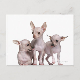 Hårlös Chihuahua (5 och 7 månader gammal) Vykort