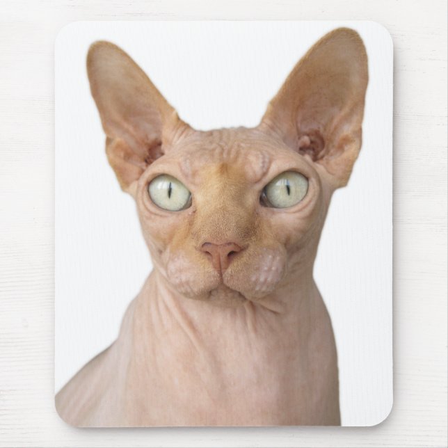 Hårlös sfärx Cat Musmatta (Framsidan)