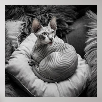 Hårlös sfärx Cat Poster