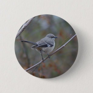 HärmfågelOrnithology Knapp