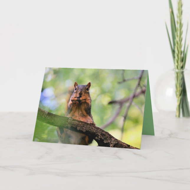 Harmonica squirrel kort (Framsida)