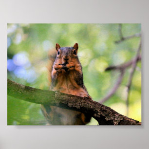 Harmonica squirrel poster