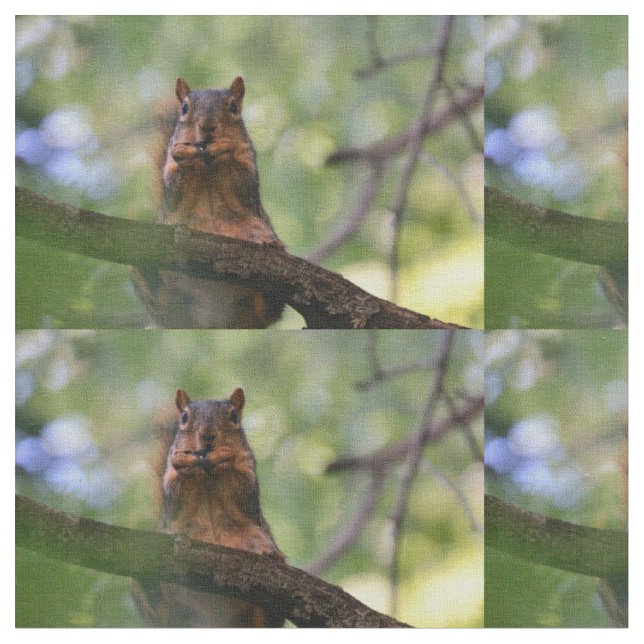 Harmonica squirrel tyg (Närbild)