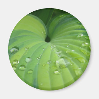 "Harmonious Hosta" Magnet