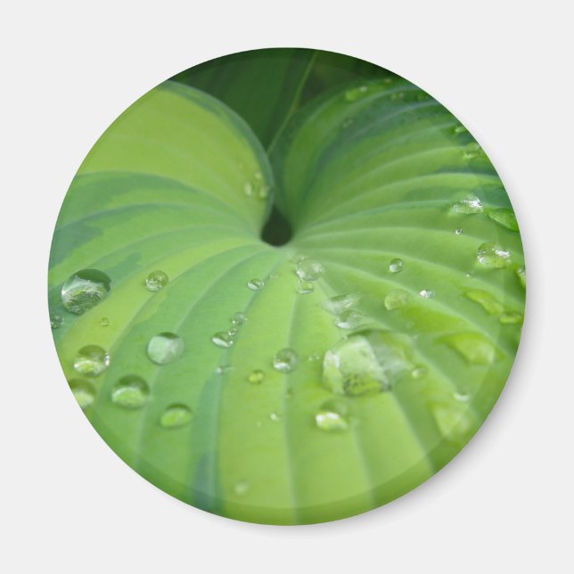 "Harmonious Hosta" Magnet (Framsidan)
