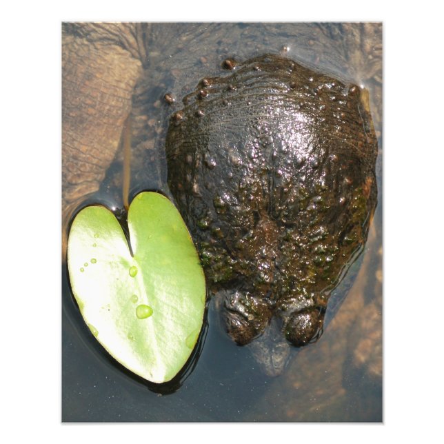 Harmony Fototryck (Framsidan)