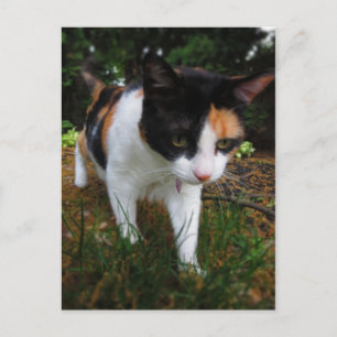 Harmony, min kalikokatt vykort