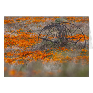 Härmtrast i fält av vallmor OBS kort