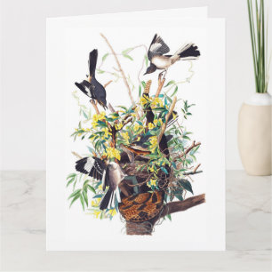 Härmtrastar Tryck av Audubon Kort
