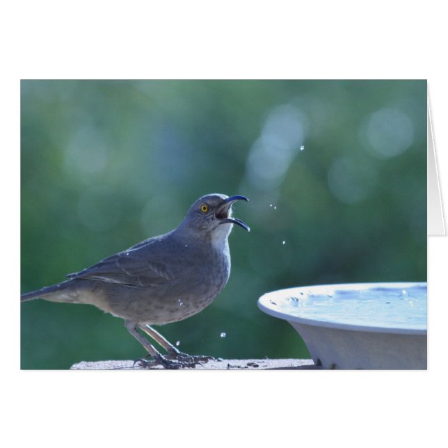 HärmtrastSplasherkort OBS Kort (Framsidan Horizontal)