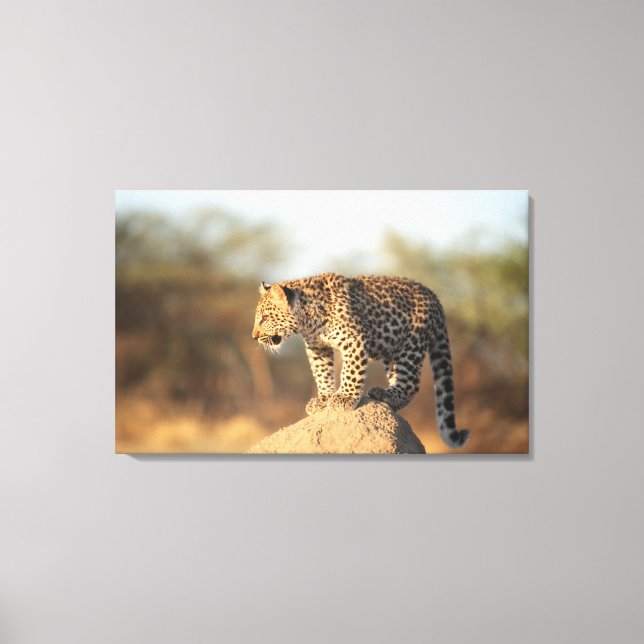 Harnas Wildlife Sanctuary, Namibia Canvastryck (Framsida)