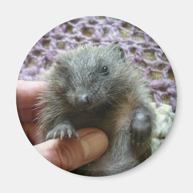 Harold The Hedgehog Magnet (Framsidan)