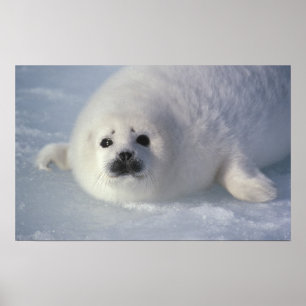 Harp-säl (Phoca groenlandica) Poster
