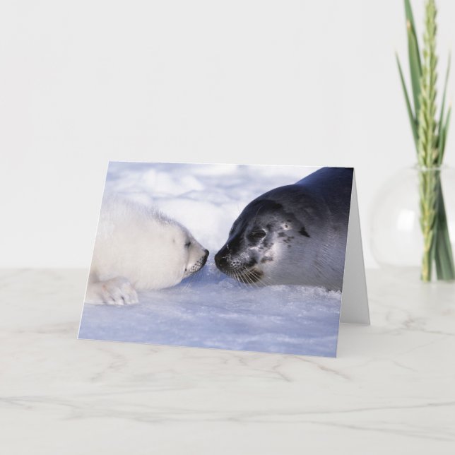 Harp Seal Mor med Valp Kort (Framsida)