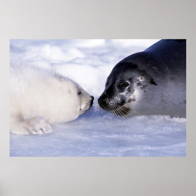 Harp Seal Mor med Valp Poster (Framsidan)