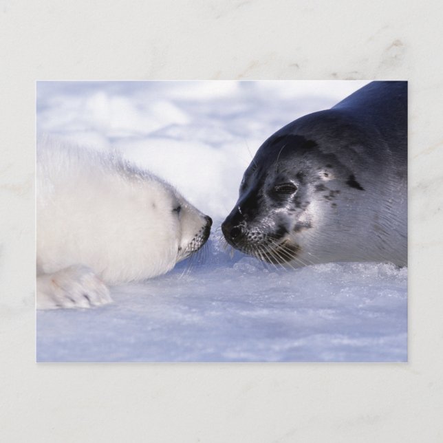 Harp Seal Mor med Valp Vykort (Framsida)