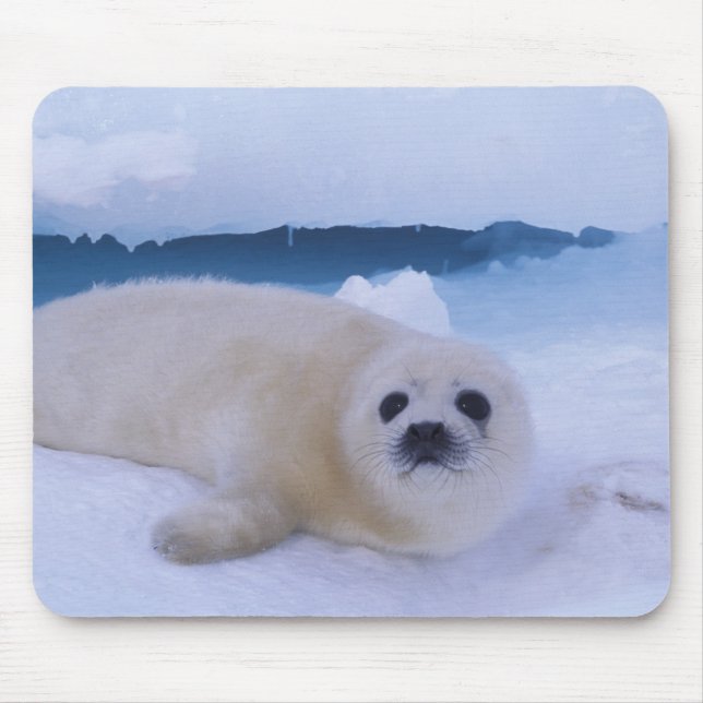 Harp Seal North America, Kanada, Quebec Musmatta (Framsidan)