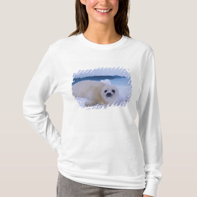 Harp Seal North America, Kanada, Quebec T Shirt (Framsida)