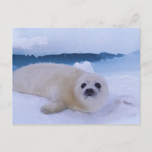 Harp Seal North America, Kanada, Quebec Vykort (Framsida)