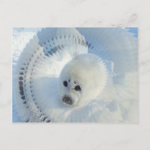 Harp Seal Vykort