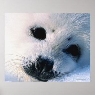 Harpan förseglar valp 2 poster