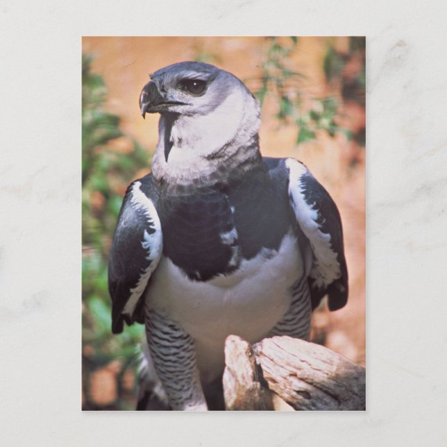 Harpey Eagle Vykort (Framsida)