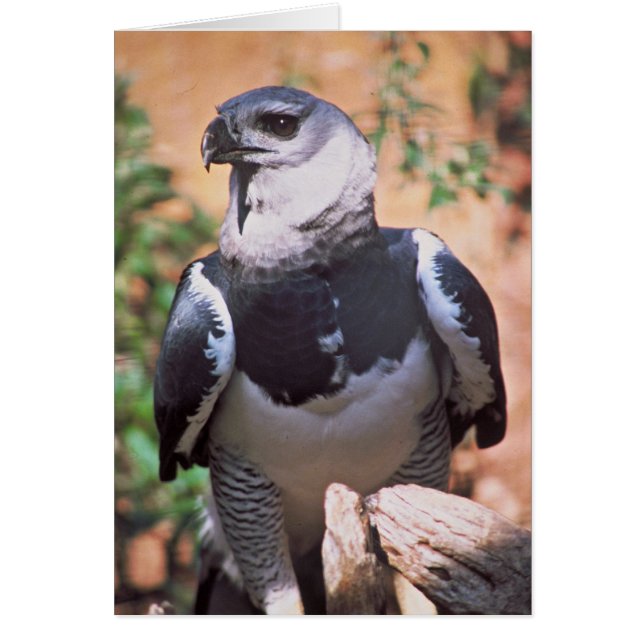 Harpey örn hälsningskort (Framsidan)