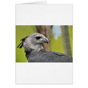Harpy Eagle 1.JPG Hälsningskort
