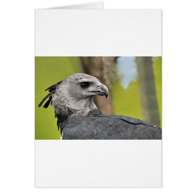 Harpy Eagle 1.JPG Hälsningskort (Framsidan)