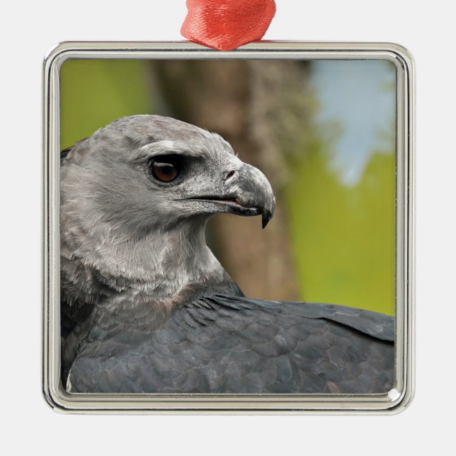 Harpy Eagle 1.JPG Julgransprydnad Metall (Framsidan)