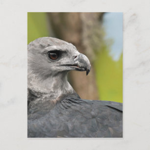 Harpy Eagle 1.JPG Vykort